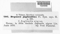 Depazea juglandina image